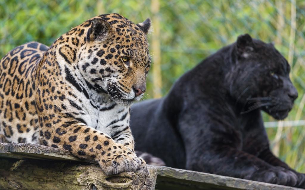 黑色和斑点的黑豹