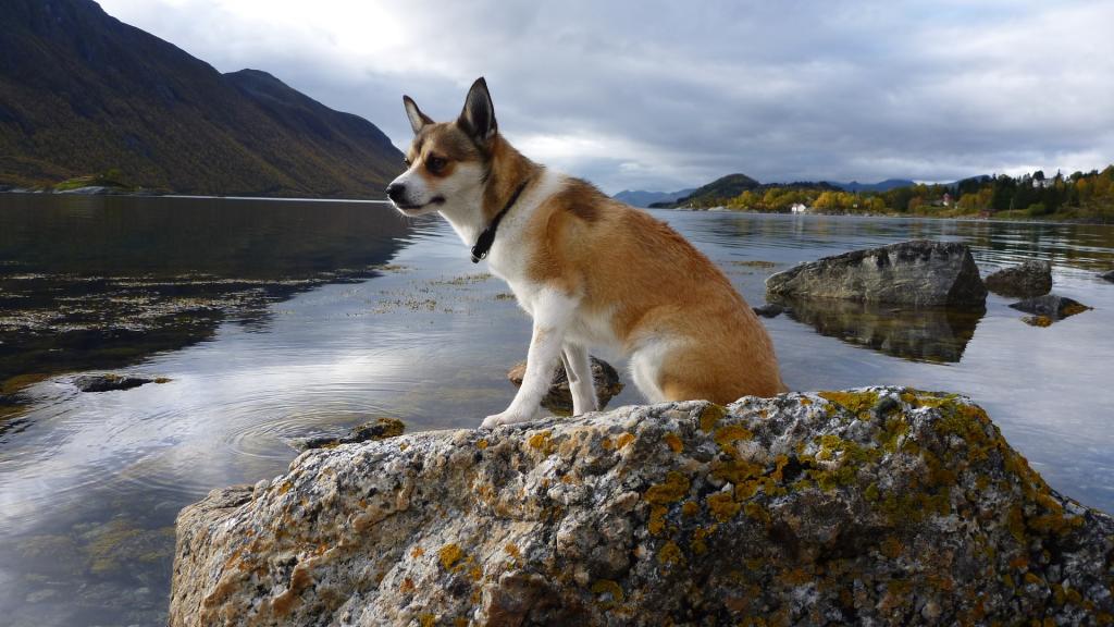 挪威在石头上的lundehund
