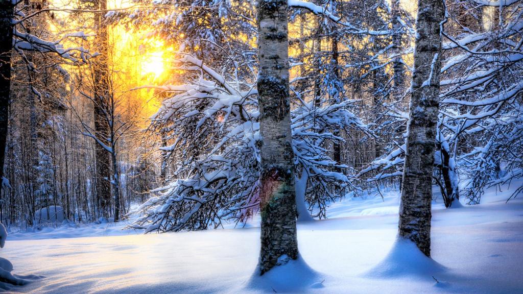 在冬天的太阳光线的积雪覆盖的桦树
