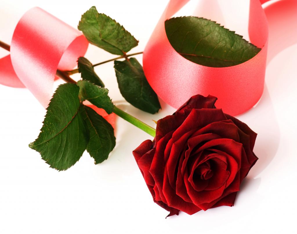 红玫瑰与白色背景上的粉红丝带