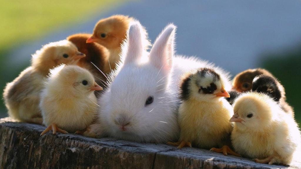 兔子和鸡
