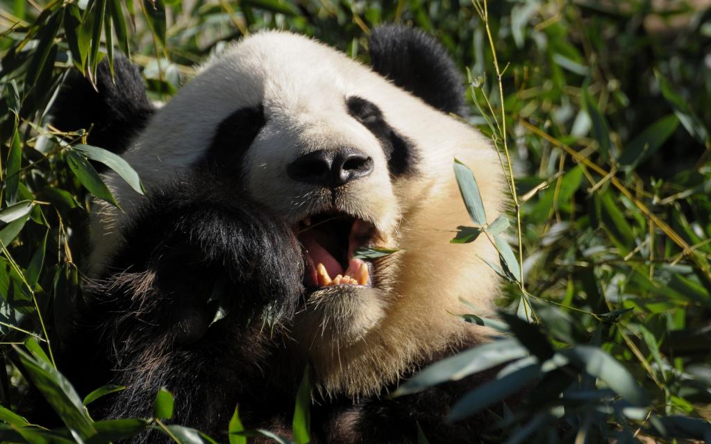 熊猫在丛林里吃叶子