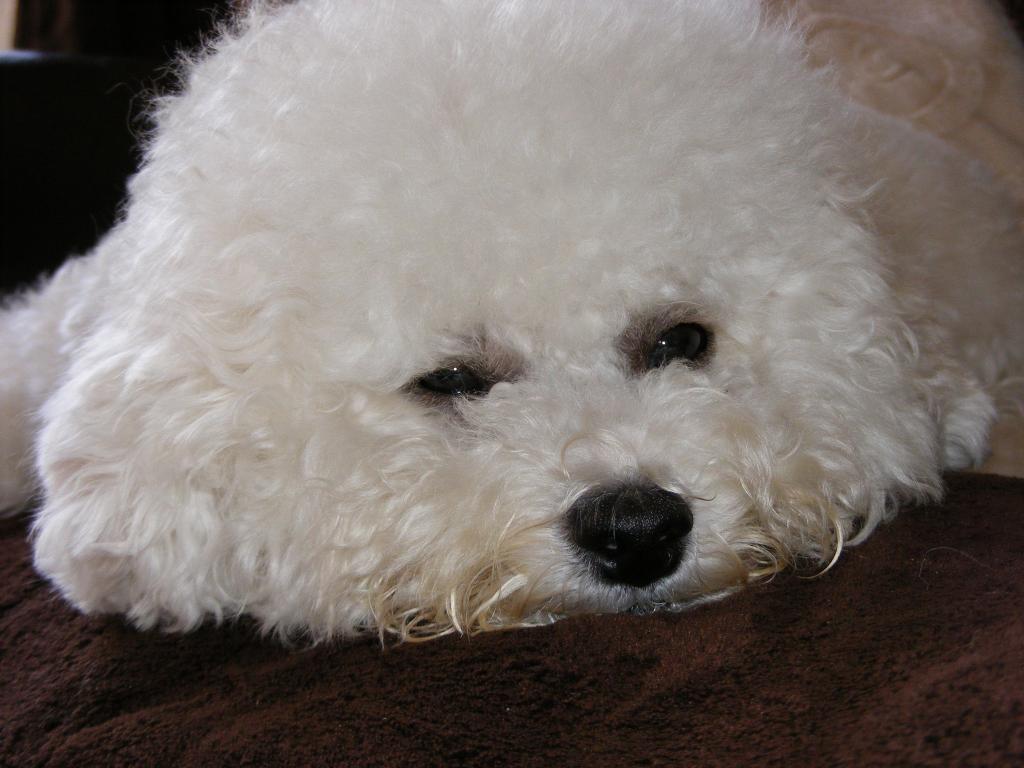 bichon-frieze品种的悲伤的狗