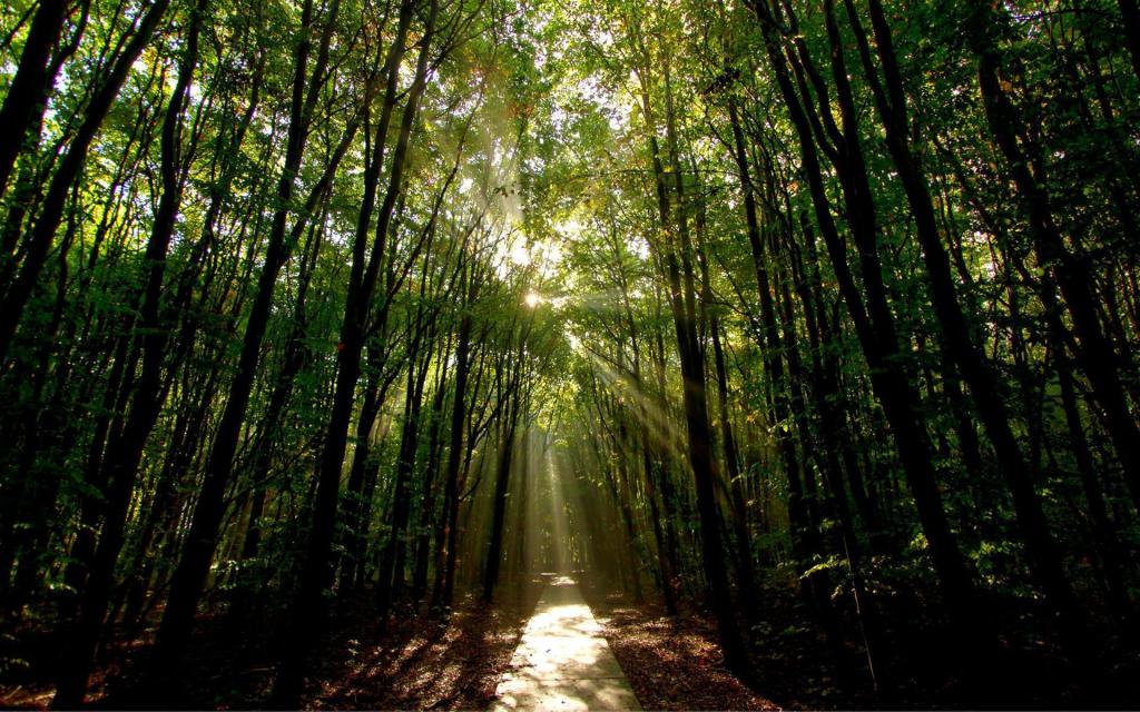 阳光照射的路在森林里