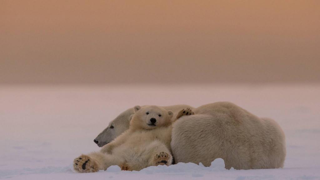 北极熊在雪地里
