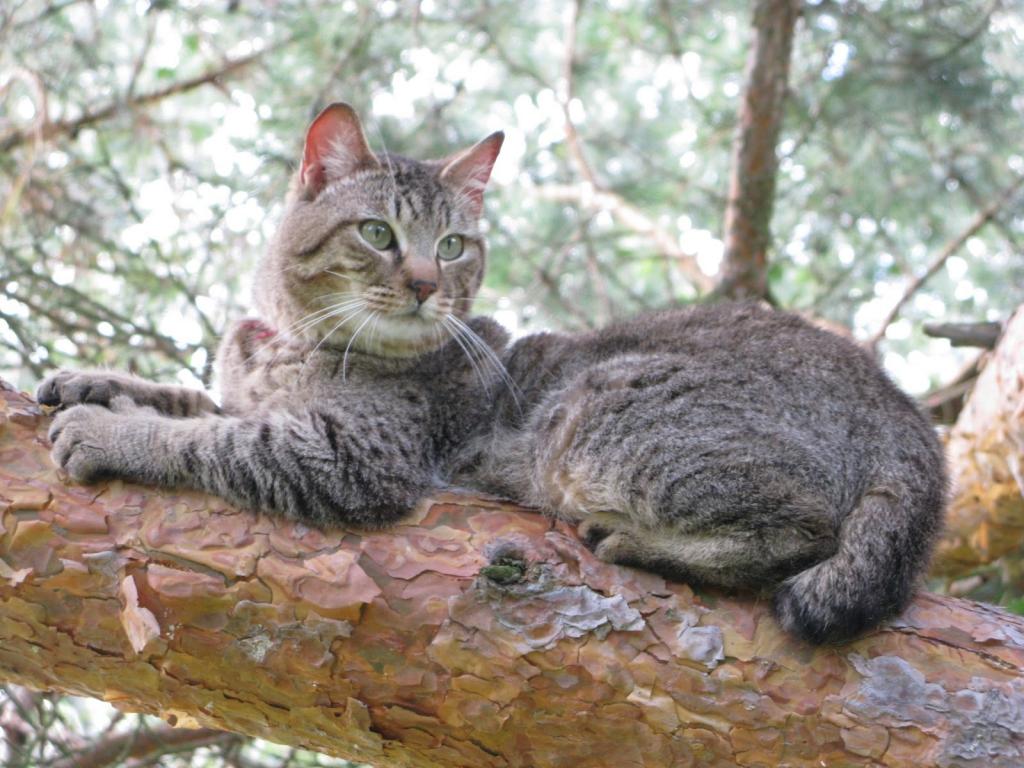 猫Pixiobob在树上