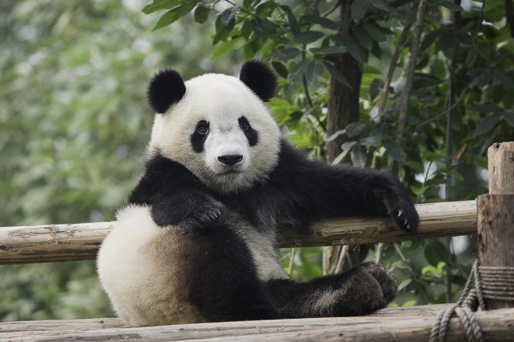 小美丽的熊猫休息