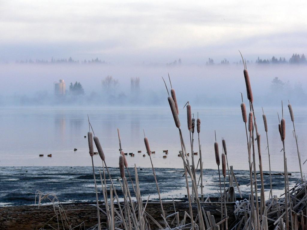 芦苇和湖上的雾