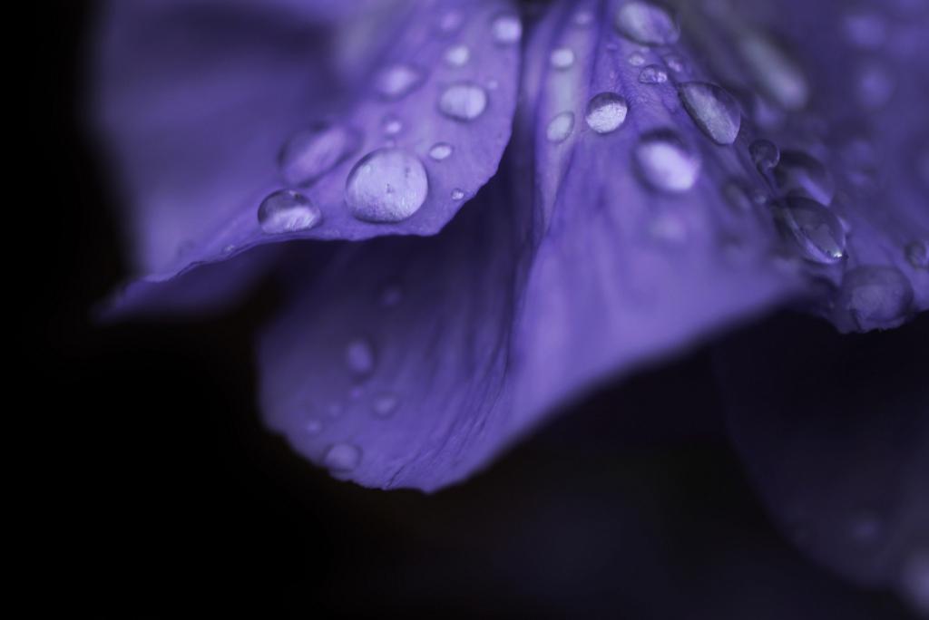 滴在紫色的花瓣上的露珠