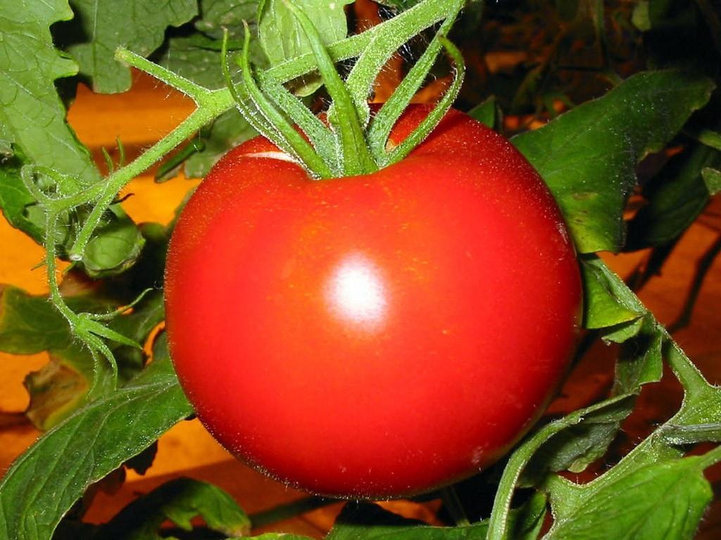多汁的成熟番茄