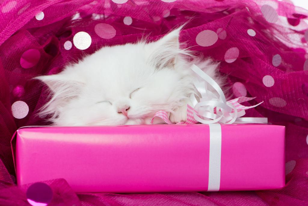 蓬松的白色小猫在粉红色的礼品盒上睡着了