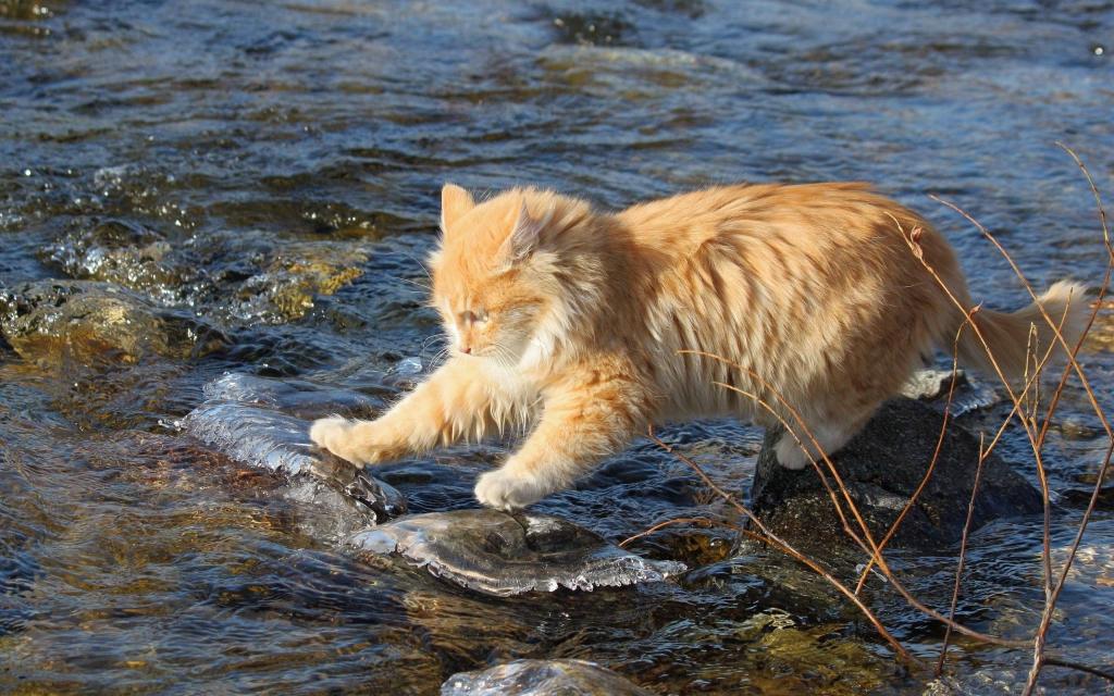 猫抓鱼
