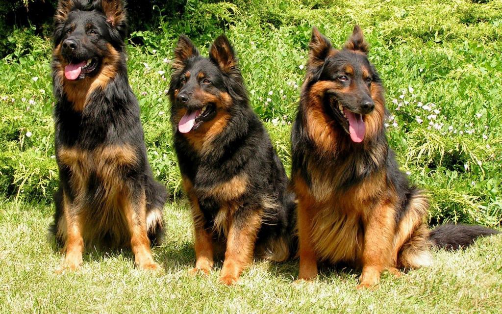 三只狗正在等待队伍