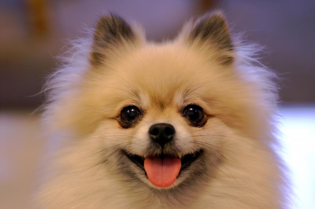 狗巴比龙微笑