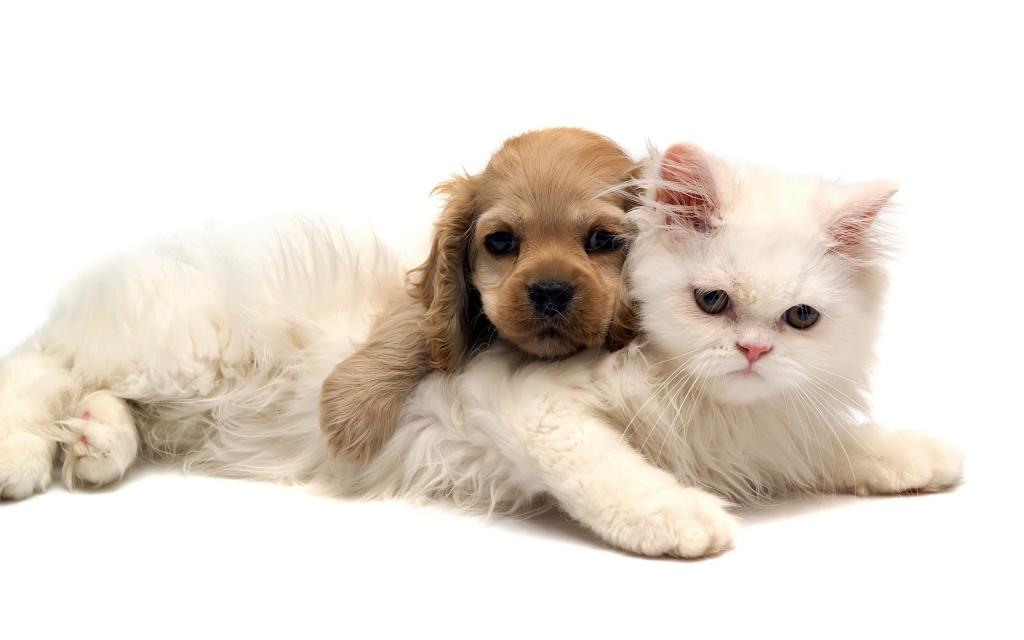 猫和小狗