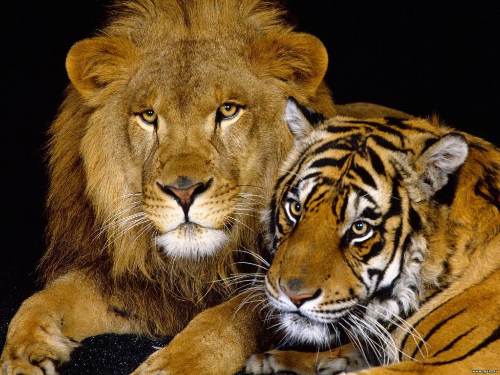 狮子和母老虎