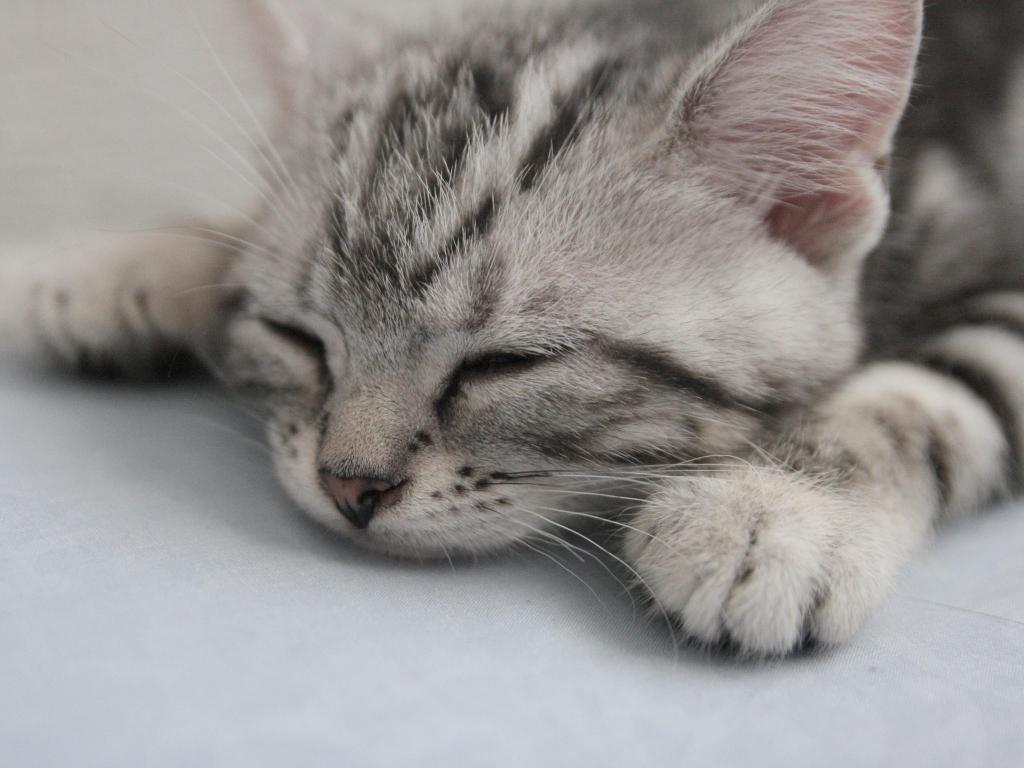 睡美人羊毛猫