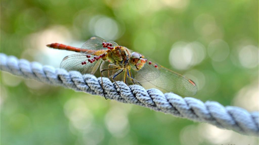 蜻蜓坐在一根绳子上