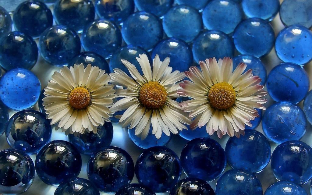 三个白色的雏菊，蓝色的透明球