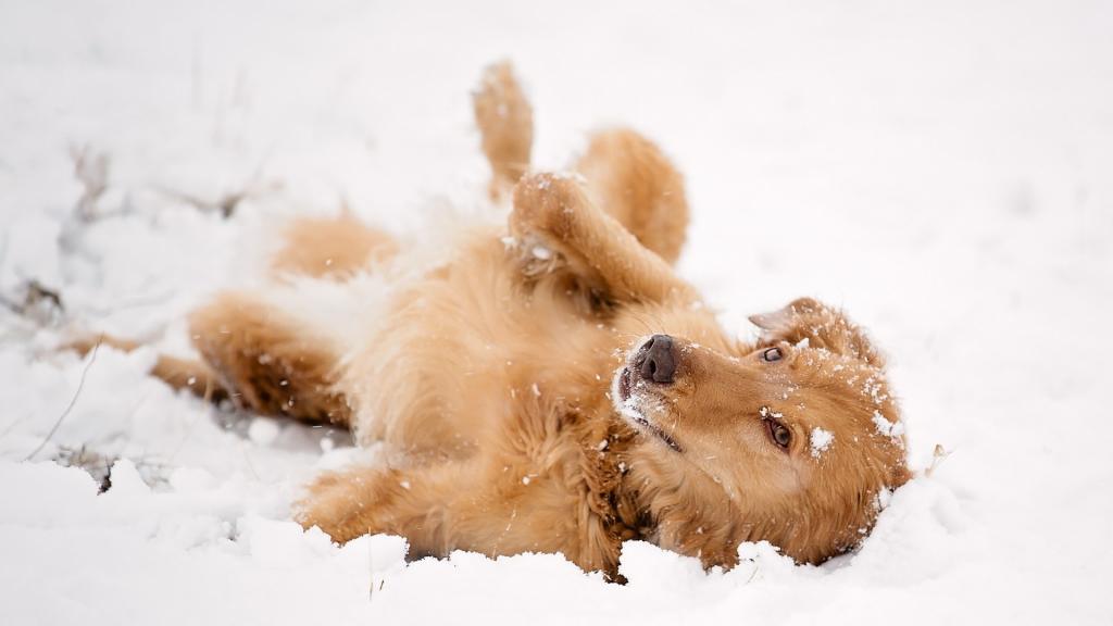 红头发的狗躺在雪地里