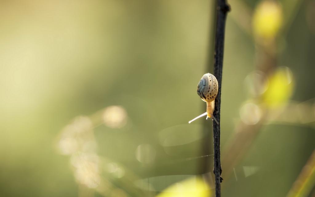 一只小蜗牛爬过一个黑色的树枝