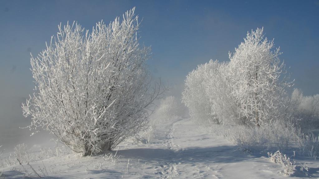 冬季树木间的动物路径