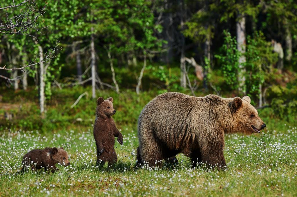 一只长着一只小熊的棕熊正沿着绿草走