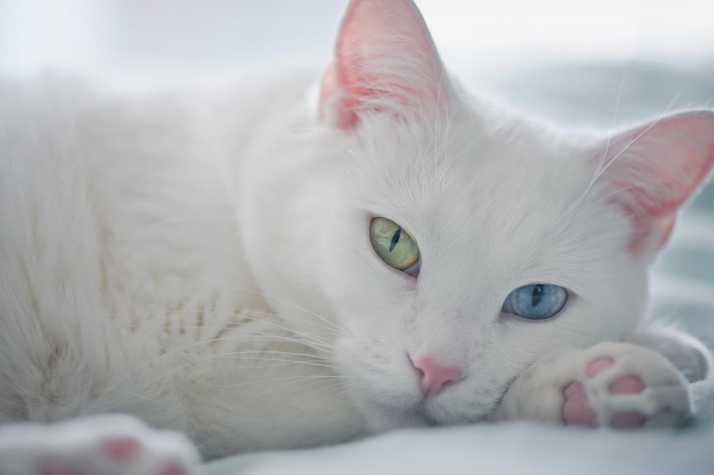 用不同的眼睛休息的白色猫
