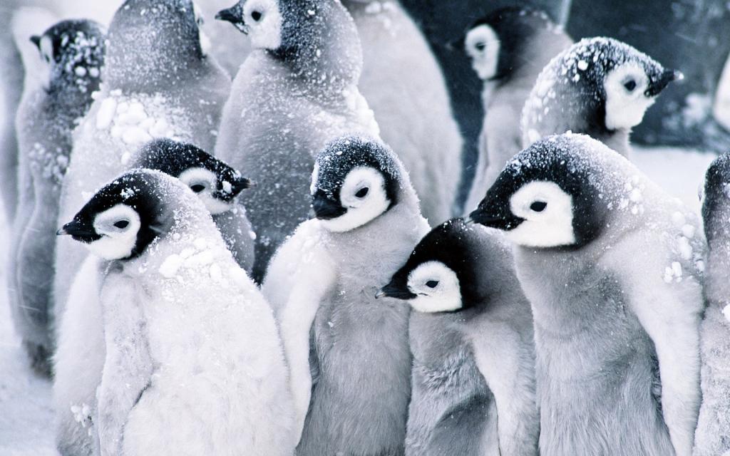 一群企鹅