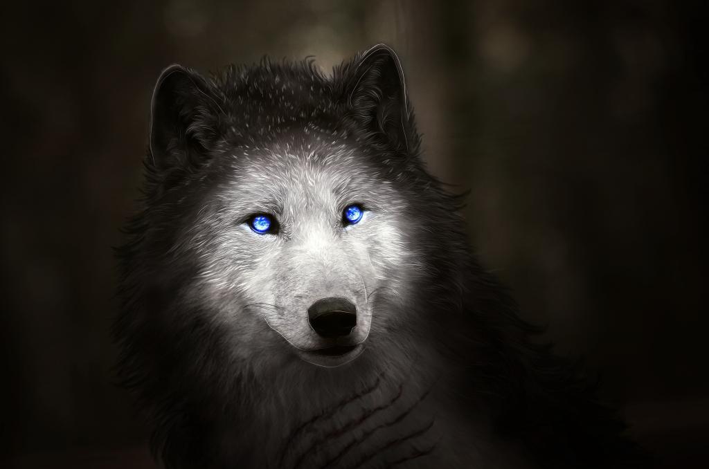 神奇的白狼，蓝眼睛