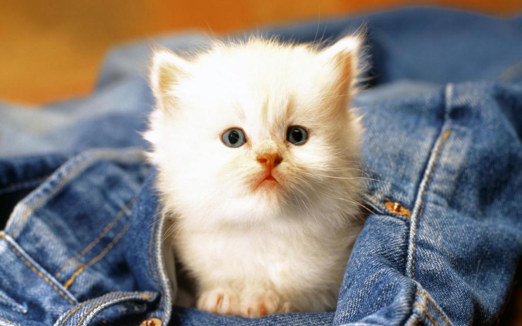 白色的小猫在口袋里