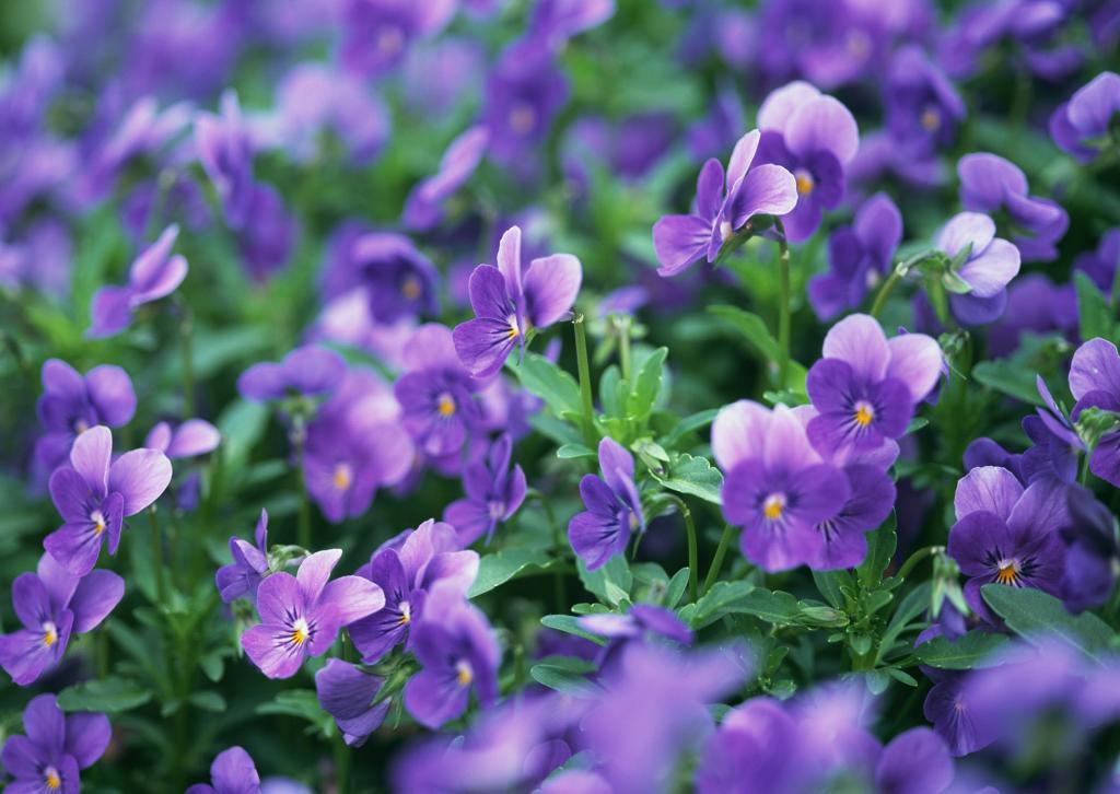 鲜花盛开在森林紫罗兰