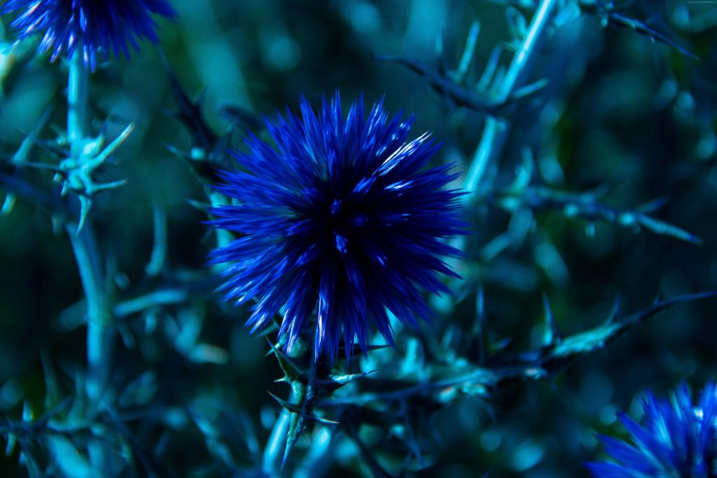 蓝色花的美好的领域