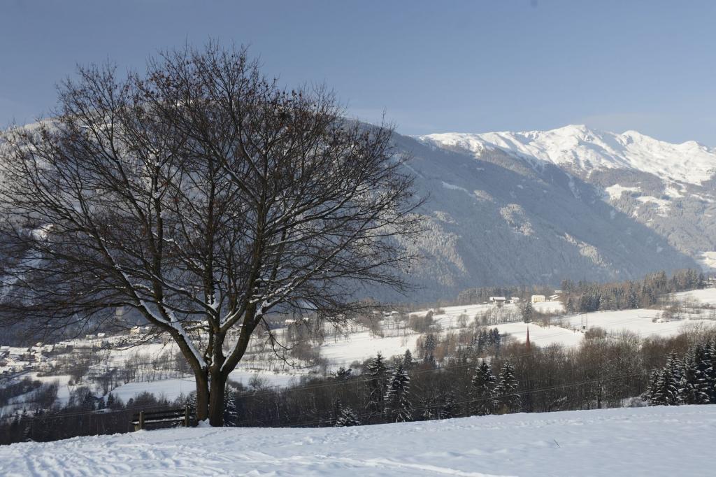 树在奥地利利恩茨度假胜地山的背景中