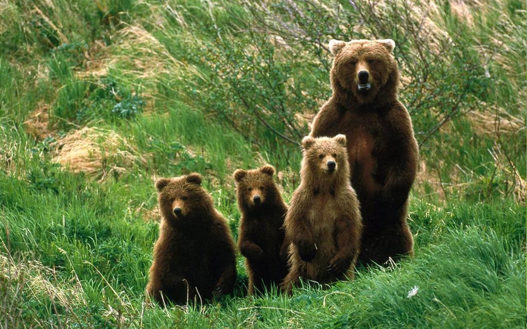 家庭后腿的熊