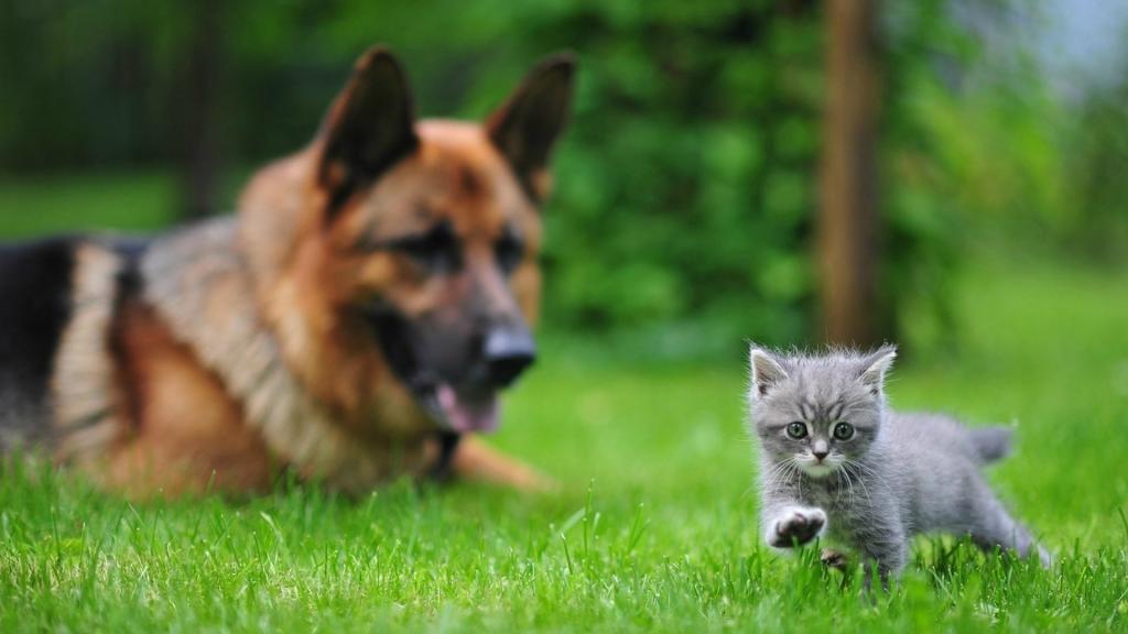 一只小猫和一只大狗，第一步