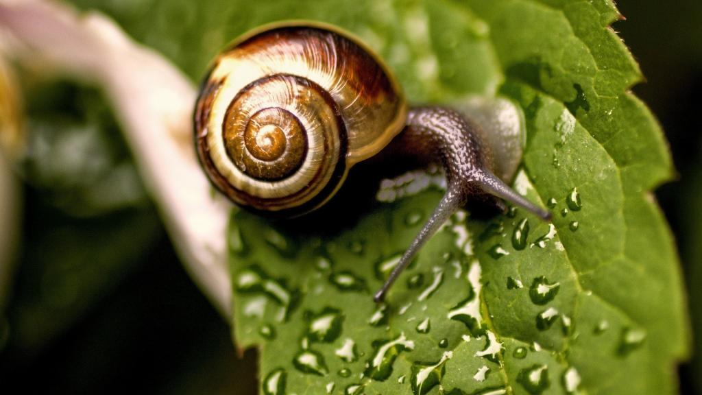 蜗牛坐在湿的叶子上