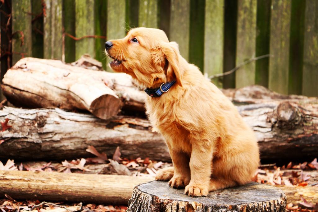 金毛猎犬的一只小狗坐在树桩上
