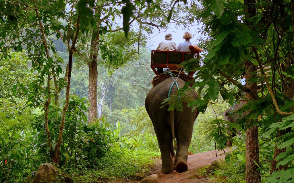 在丛林里的大象