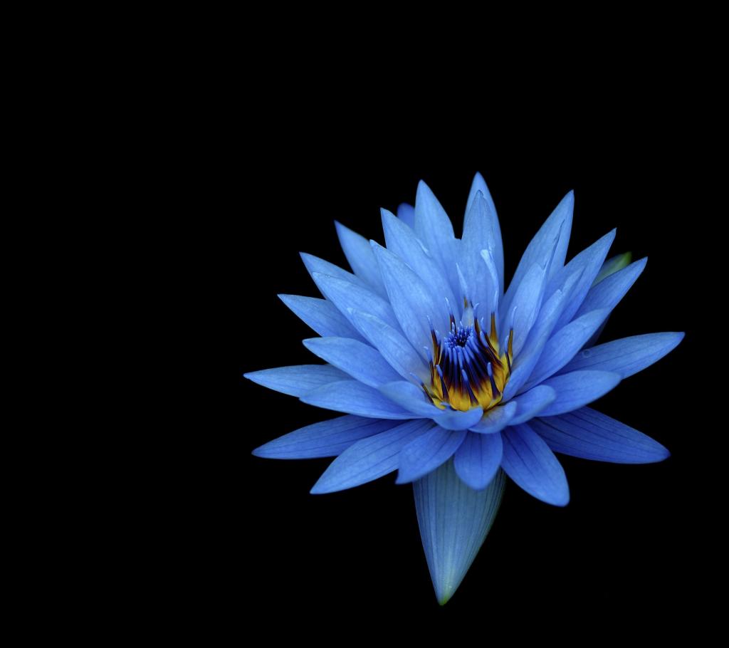 在黑色背景上的蓝色莲花