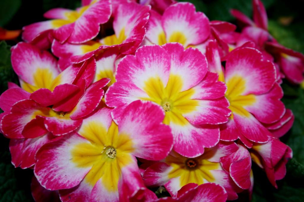 一朵报春花的美丽的花在一张花床上的在庭院里