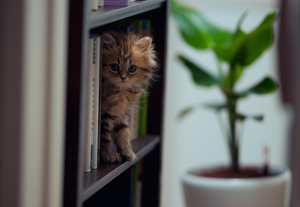 小猫在架子上