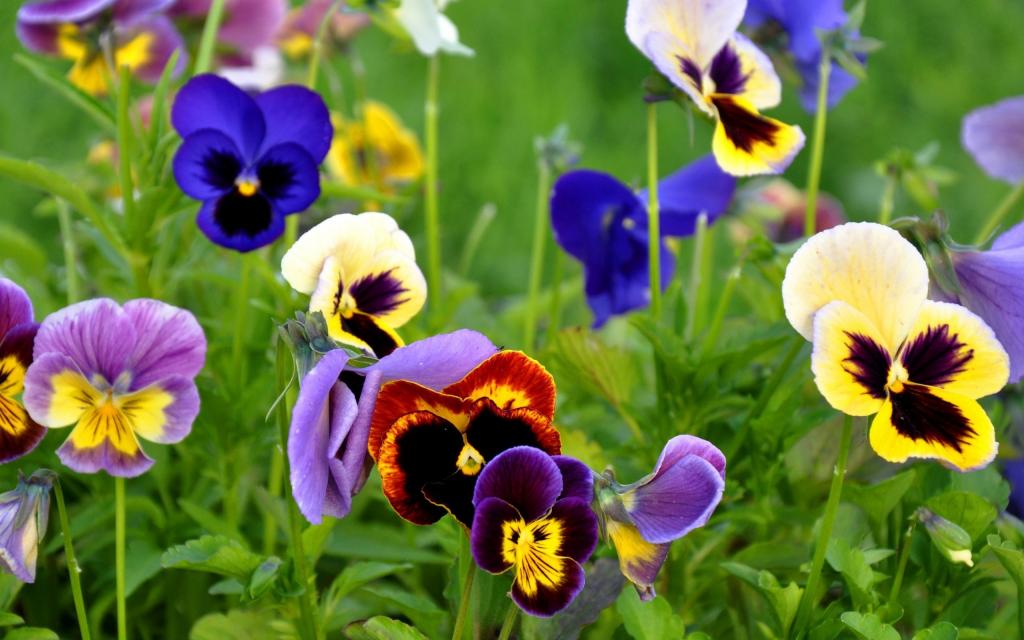 三色紫罗兰在房子附近开了花