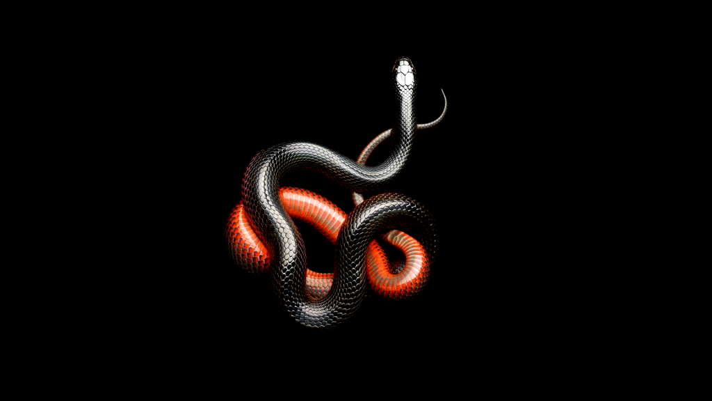 在黑背景的红色黑蛇