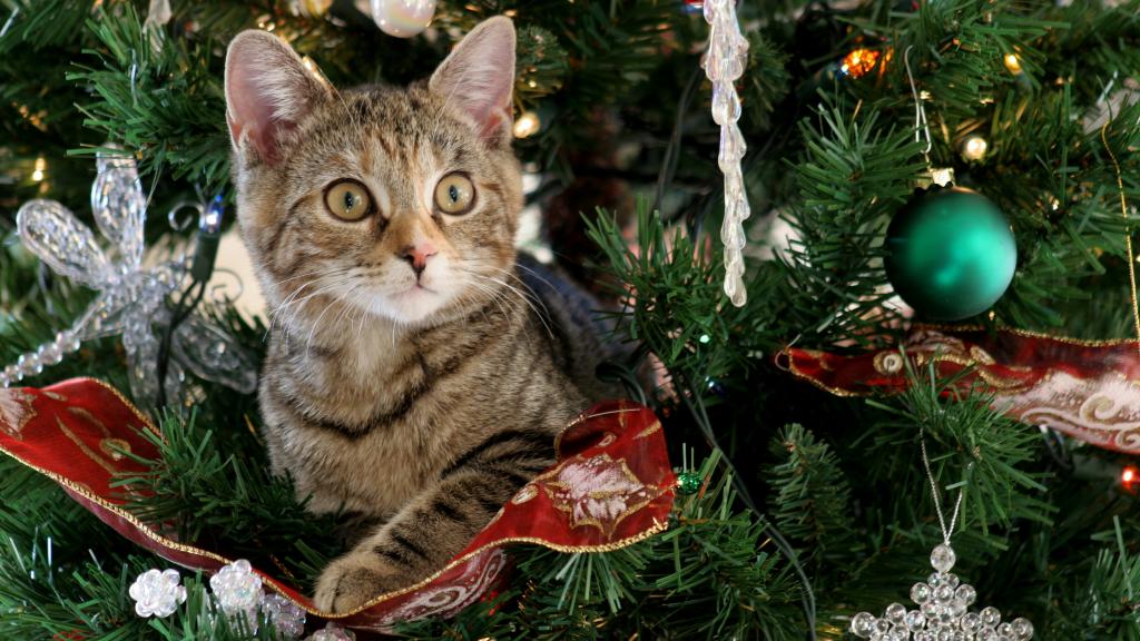 在一棵装饰的圣诞树的好奇灰色小猫