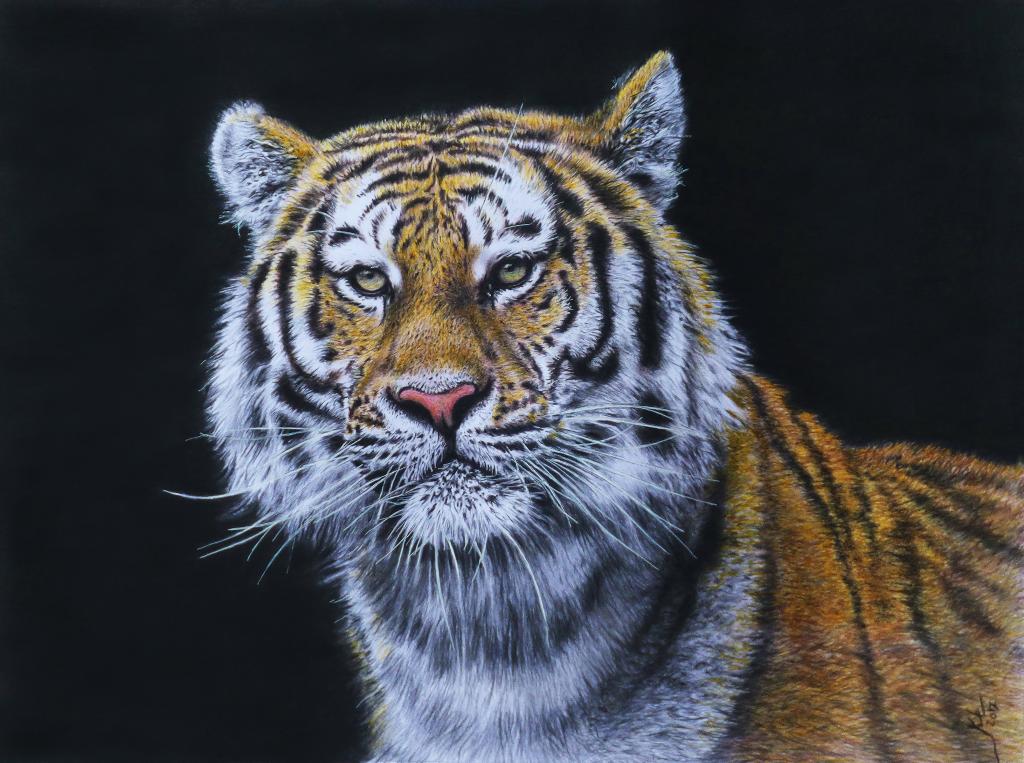 在黑色背景上的美丽画的老虎