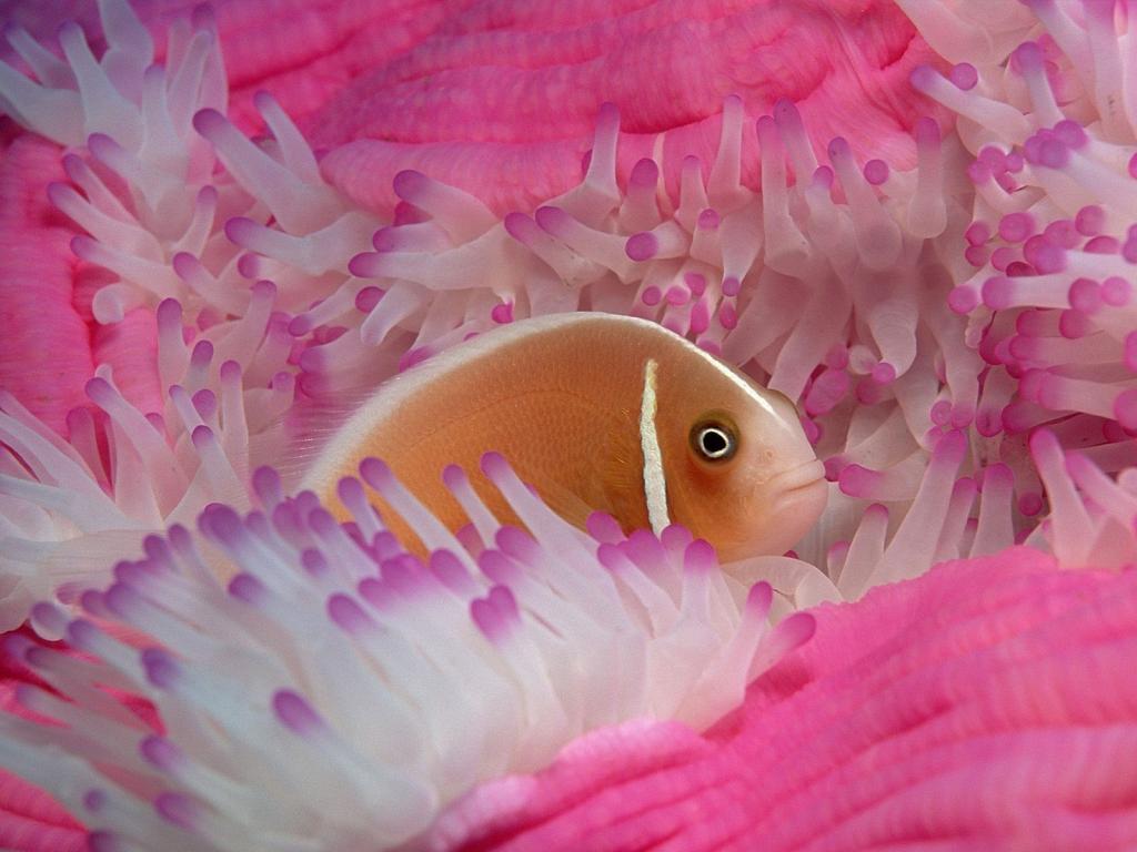 鱼之间的粉红色的海葵