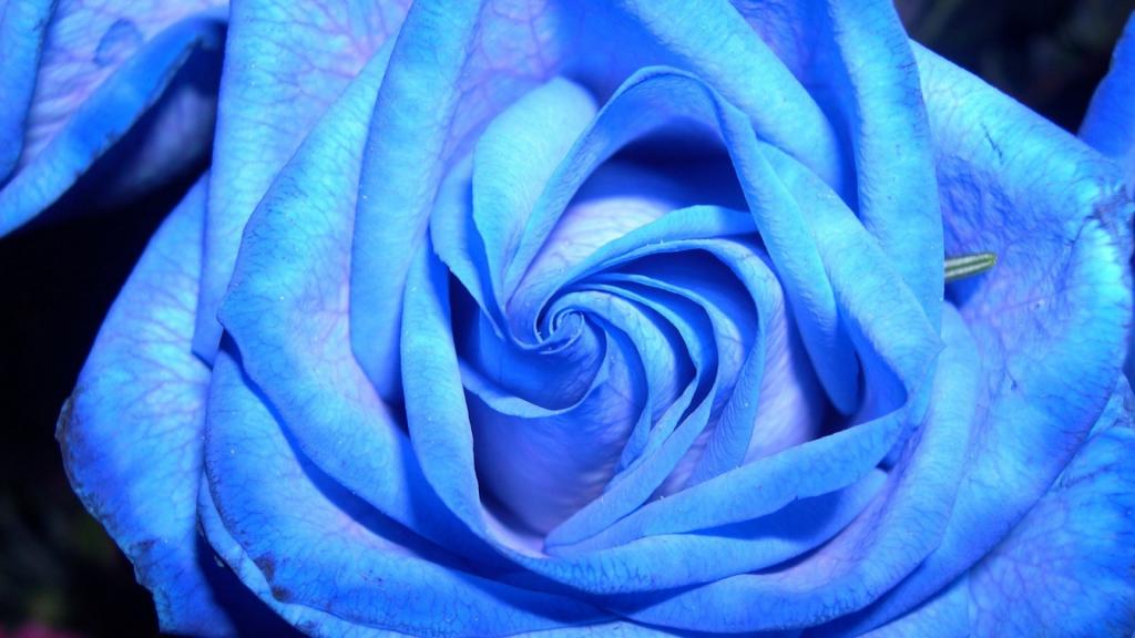 在一个黑暗的背景的蓝色玫瑰