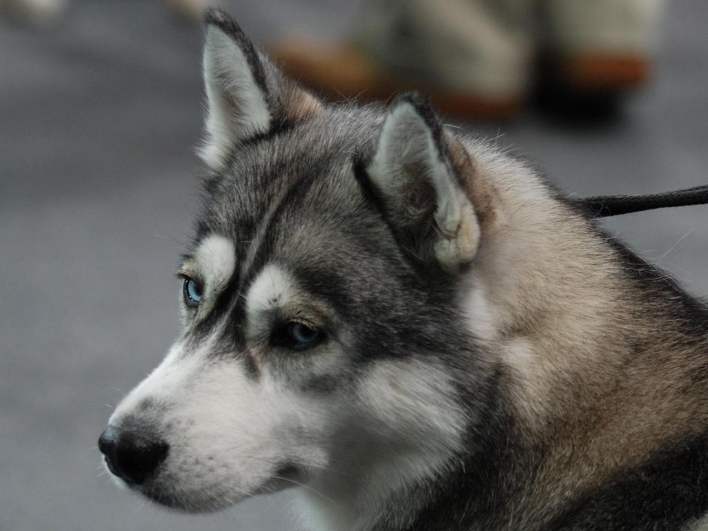 悲伤的西伯利亚雪橇犬