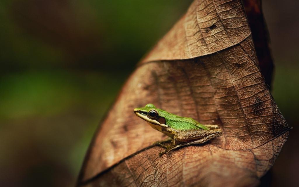 在一片棕色叶子的一只绿色青蛙